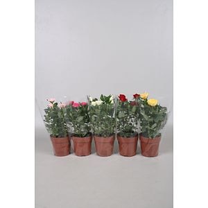 Mix trandafiri, 30 cm, diverse culori