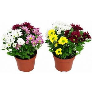 Crizantema Fancy & Fusion, D 12 cm, H 20 cm