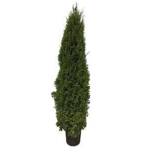 Conifer Thuja, 18 L • Occidentalis Smaragd