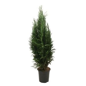 Arbore ornamental Chamaecyparis Columnris, H 140 160 cm