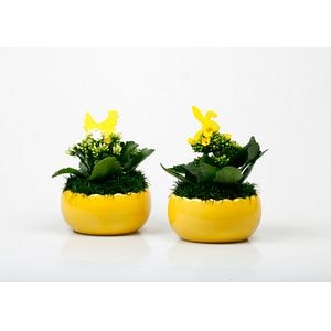 Crizantema, in ghiveci, 9 cm