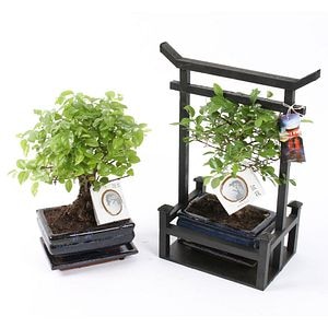 Bonsai japonez, in torii