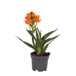 Steaua din Betleem, in ghiveci, 15 - 20 cm