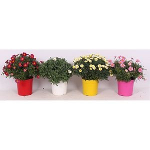 Planta in ghiveci, Margareta, 60 cm, diverse culori