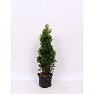 Conifer Thuja, 50 cm • Occidental Smaragd