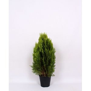 Conifer forma potgrow  