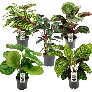 Mix Calathea, D17 cm, H55 cm
