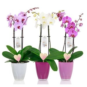Orhidee, in ghiveci, 14 cm