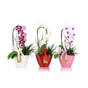 Orhidee, in ghiveci, 22 cm