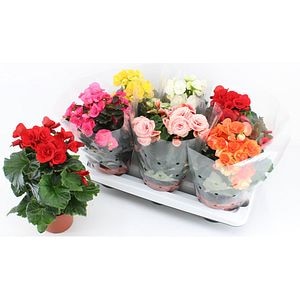 Plante Begonia, mix, 14 cm, diverse culori