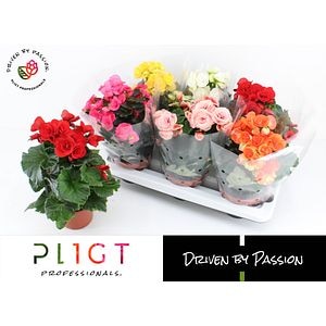 Plante Begonia, mix, 14 cm, diverse culori