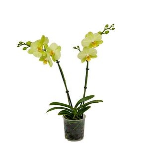 Orhidee, 2 tije, in ghiveci, 12 cm
