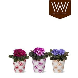 Planta Saintpaulia, in ghiveci, 12 cm, diverse culori