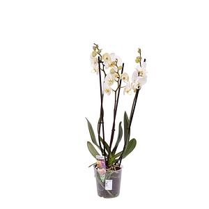 Orhidee, in ghiveci, 35 cm