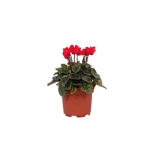 Cyclamen mix, in ghiveci, 10.5 cm
