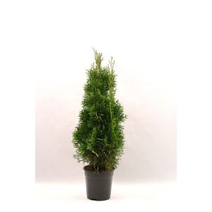 Thuja Occidentalis Smargd, inaltime 50 - 70 cm