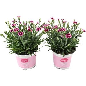 Mix plante verzi, H50 cm, D12 cm
