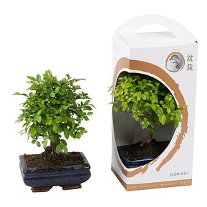 Mix Bonsai, in giftbox