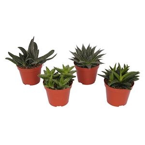 Echinocactus Grusonii, in ghiveci, 8.5 cm