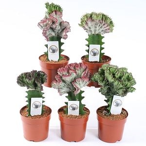 Euphorbia Lactea, in ghiveci, 12 cm