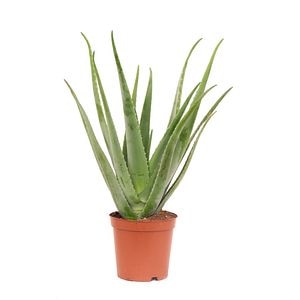 Aloe Vera, in ghiveci, 12 cm