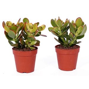 Crassula Hobbit Sunset Canarias, in ghiveci, 12 cm