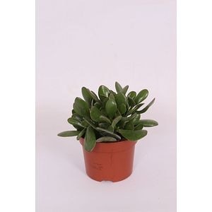 Crassula Ovata Sunset, in ghiveci, 12 cm