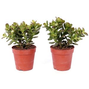 Crassula Minor Canarias, in ghiveci, 12 cm