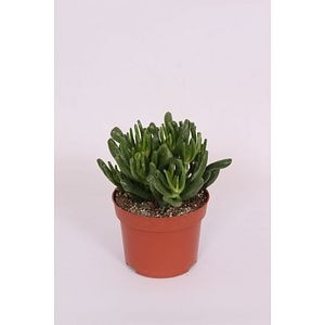 Crassula Hobbit, in ghiveci, 12 cm