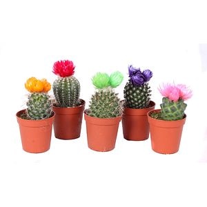 Cactus Disco, in ghiveci, 12.5 cm