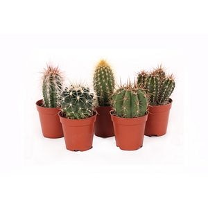 Cactus Mix, in ghiveci, 5.5 cm