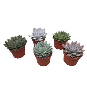 Echeveria Painted Star, in ghiveci, 10.5 cm