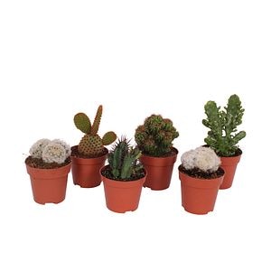 Cactus Mix, in ghiveci, 8.5 cm