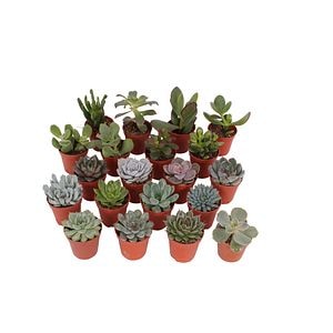 Suculent Mix, in ghiveci, 5.5 cm