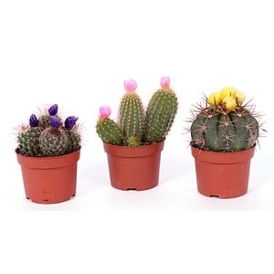 Cactus Disco, in ghiveci, 10.5 cm