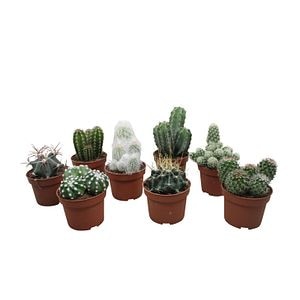 Cactus Mix, in ghiveci, 10.5 cm