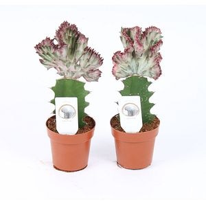 Euphorbia Lactea Cristaat, in ghiveci, 8.5 cm