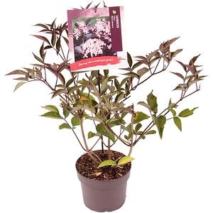 Soc negru (Black Beauty), D19 cm, H40 cm