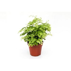 Adiantum raddianum Feriga