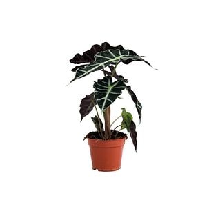 Alocasia Polly, in ghiveci, 12 cm