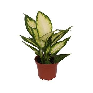 Diffenbachia, in ghiveci,  12 cm
