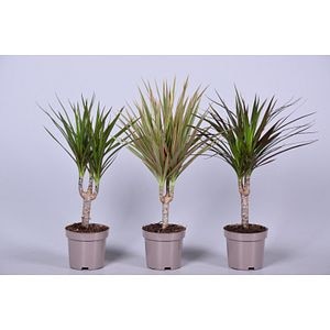 Dracaena, ghiveci diametru 14 cm