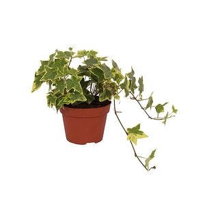 Hedera Helix, ghiveci diametru 13 cm