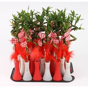 Lucky bambus, in ghiveci, 20 cm