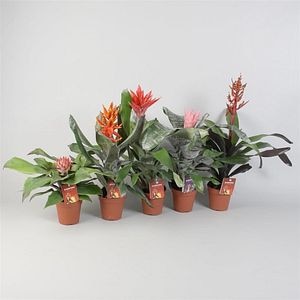 Aechmeam, in ghiveci, 12 cm