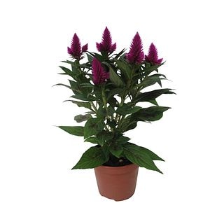Celosia Deep Purple, in ghiveci, 12 cm