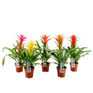 Guzmania Optima, in ghiveci, 12 cm