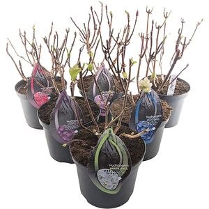 Hortensie (Hydrangea macrophylla) Black Steel, D23 cm, H55 cm