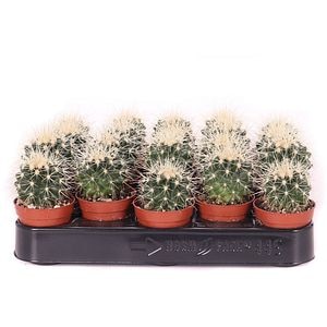 Cactus butoi auriu (Echinocactus Grusonii), H 15 cm