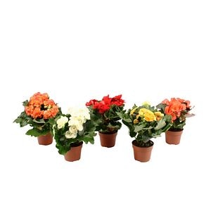 Begonia elatior Mix, in ghiveci, 12 cm